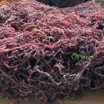 Raw Sea Moss Bulk